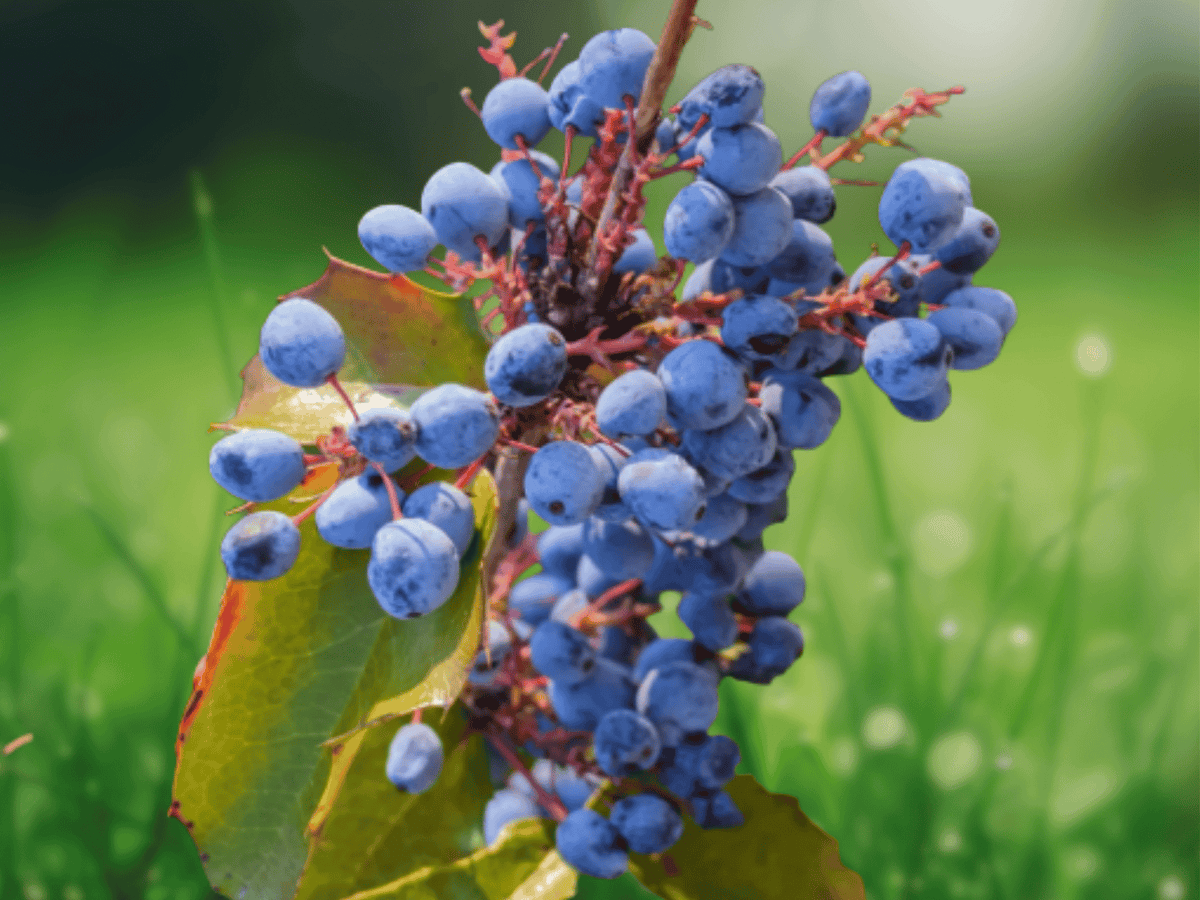 5 Live Plants Oregon Grape Mahonia aquifolium Evergreen Shrub 6 Inch