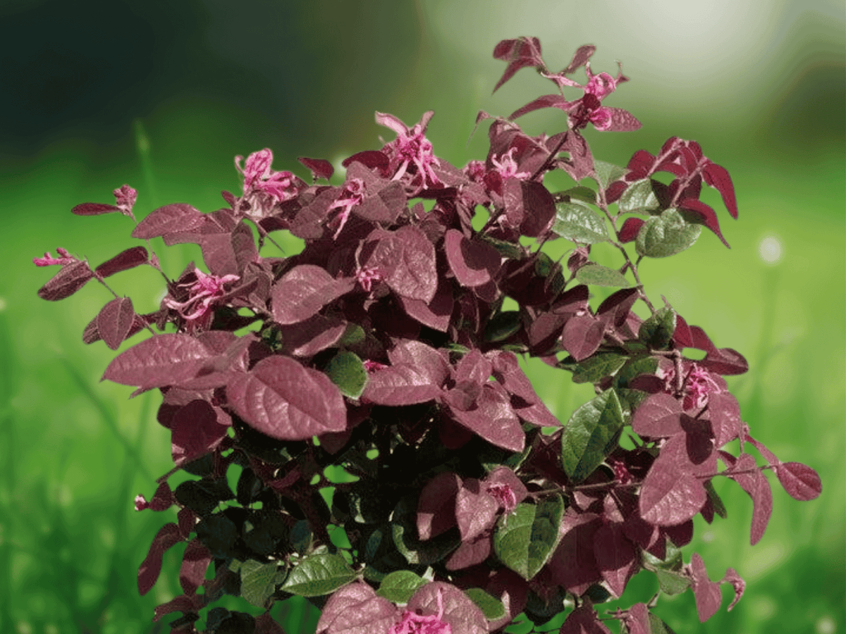 1 Live Plant Ruby Loropetalum Chinese Fringe Shrub Quart Size