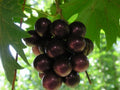 1 Live Plant Southern Home Muscadine Grape Vitis Hybrid Starter 4-6 Inch Sweet Fruiting Vine