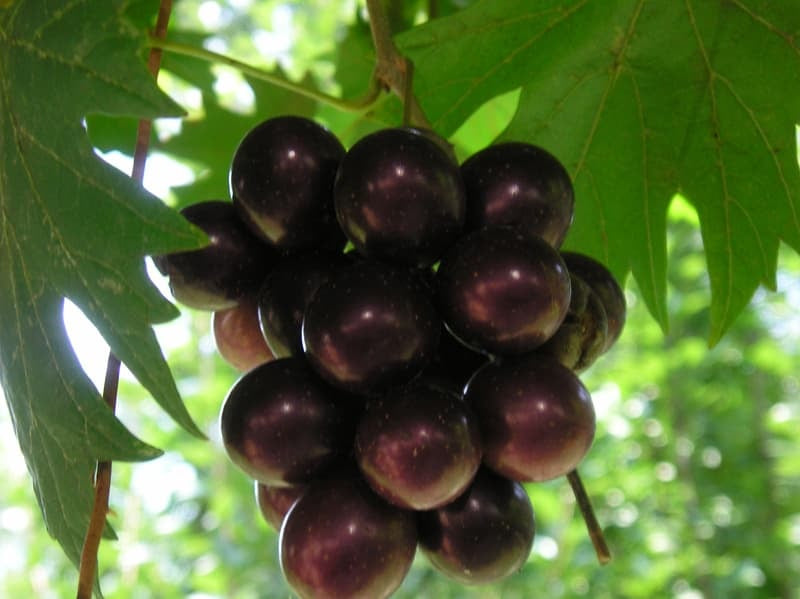 1 Live Plant Southern Home Muscadine Grape Vitis Hybrid Starter 4-6 Inch Sweet Fruiting Vine