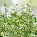 Variegated Ground Elder Live Plants Set of 2 | Aegopodium podagraria 'Variegatum' | Deer Resistant, Zones 4-9, Medicinal Uses