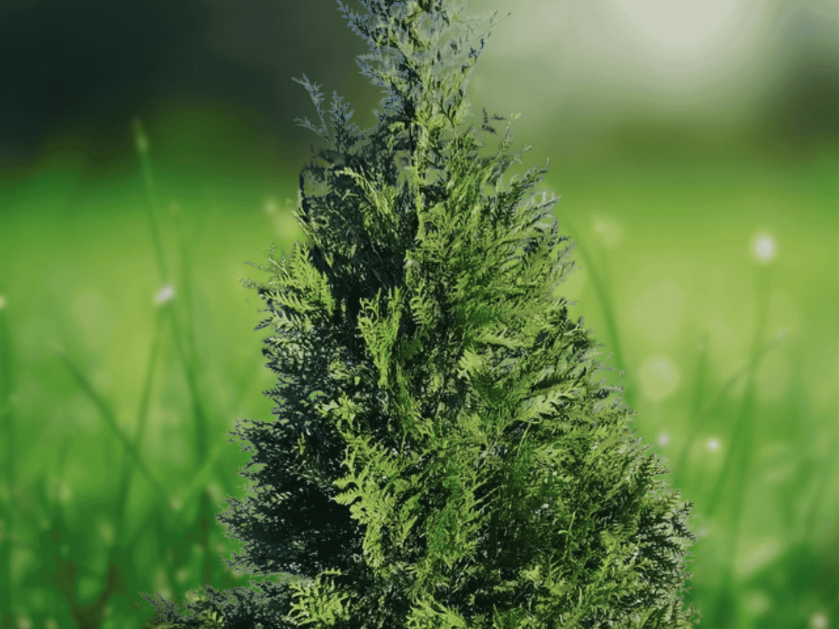 1 Live Plant Green Giant Arborvitae Thuja plicata Trade Gallon Pot Evergreen Privacy Screen