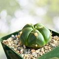 Green Tomato Cactus Plant 3" Pot | Gymnocalycium horstii | Unique Spination & Pink Flowers | Easy Care Cactus