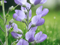 3 Wildflower Bare Root False Indigo 12 Inch Baptisia Australis Perennial