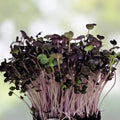 Non-GMO Carrot Seeds 500+ Little Fingers Variety Daucus carota Heirloom Organic Garden Seeds