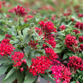 Celosia Seeds 500 Count Bright Sparks Scarlet | Celosia argentea Flower Seeds for Garden & Indoor Planting