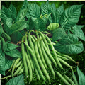 Green Bean Seeds 50+ Count – Provider Variety Non-GMO Heirloom Phaseolus vulgaris High Yield Garden Seeds