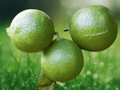 5 Seeds Key Lime Citrus aurantifolia Evergreen Lime Tree