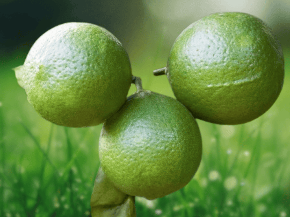5 Seeds Key Lime Citrus aurantifolia Evergreen Lime Tree