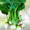 Organic White Egg Turnip Seeds - Heirloom Variety - 50+ Seeds - Brassica rapa Vegetable Seeds