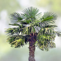 Cold Hardy Palm Tree Seeds 6 Pack - Trachycarpus fortunei - Hardy Tropical Plant for Gardens and Landscapes