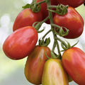 Roma VF Tomato Seeds | Non-GMO Heirloom Vegetable Seeds | Lycopersicon esculentum | High Yield Variety