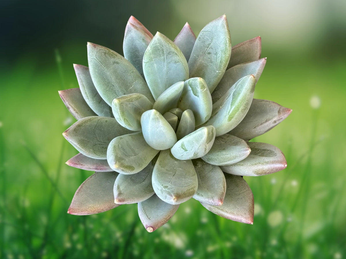 1 Live Plant Pachyveria glauca 'Little Jewel' Succulent in 2 inch Pot Blue-Gray Rosette Starter for Indoor Patio Garden