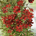 Coreopsis Flower Seeds - Red Dwarf Variety - Coreopsis tinctoria - 1000+ Seeds - US Free Shipping