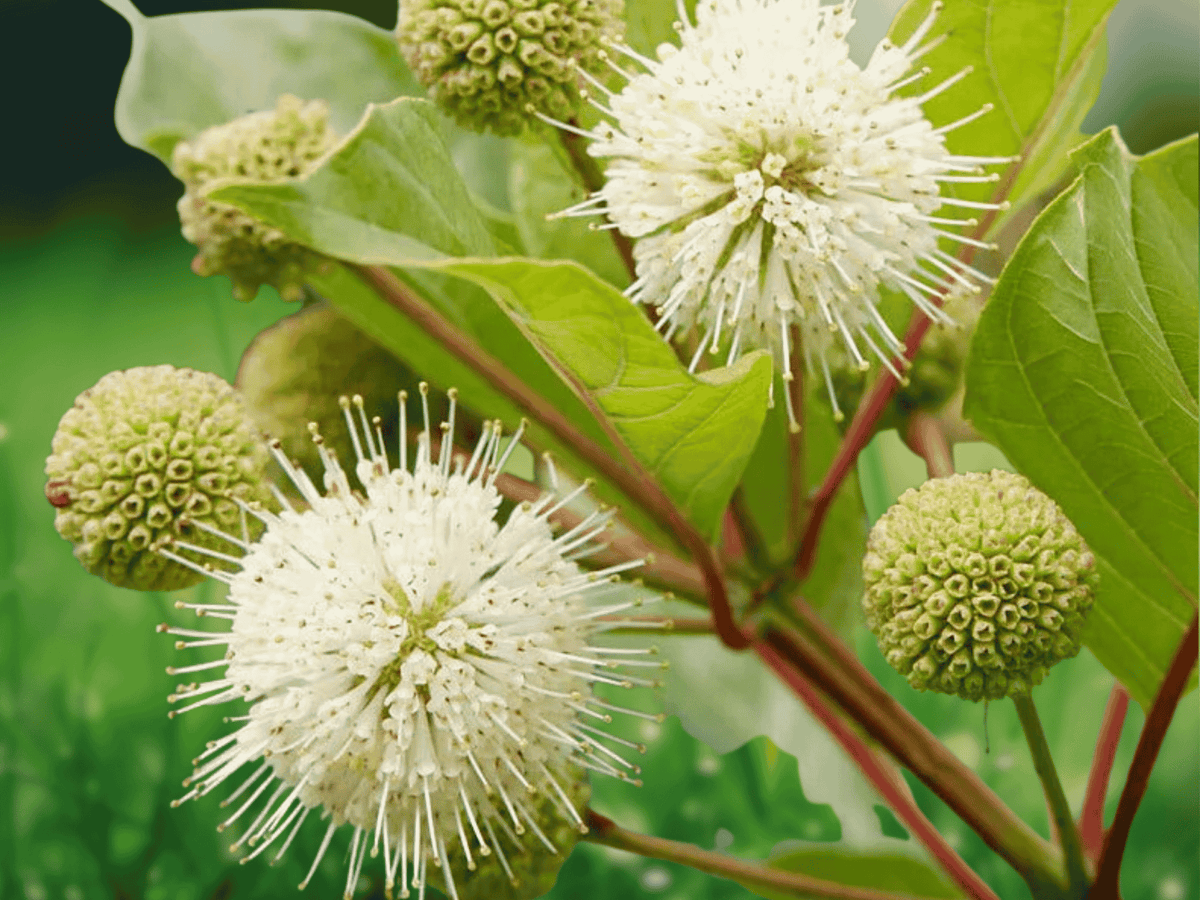 3 Bare Root Plants Buttonbush Cephalanthus occidentalis 12 Inch Tall Shrub