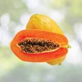 Maradol Papaya Seeds - 25+ Sweet Edible Tropical Fruits - Fast Growing (Carica papaya)