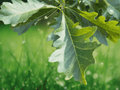 5 Swamp White Oak Trees Live Plant Quercus bicolor Bare Root 12 Inch Sapling