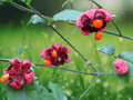 1 Bare Root American Strawberry Bush Euonymus americanus Native Woodland Shrub