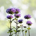 Bergamot Wild Seeds | Bee Balm Perennial Medicinal Herb & Culinary Flower | Monarda fistulosa