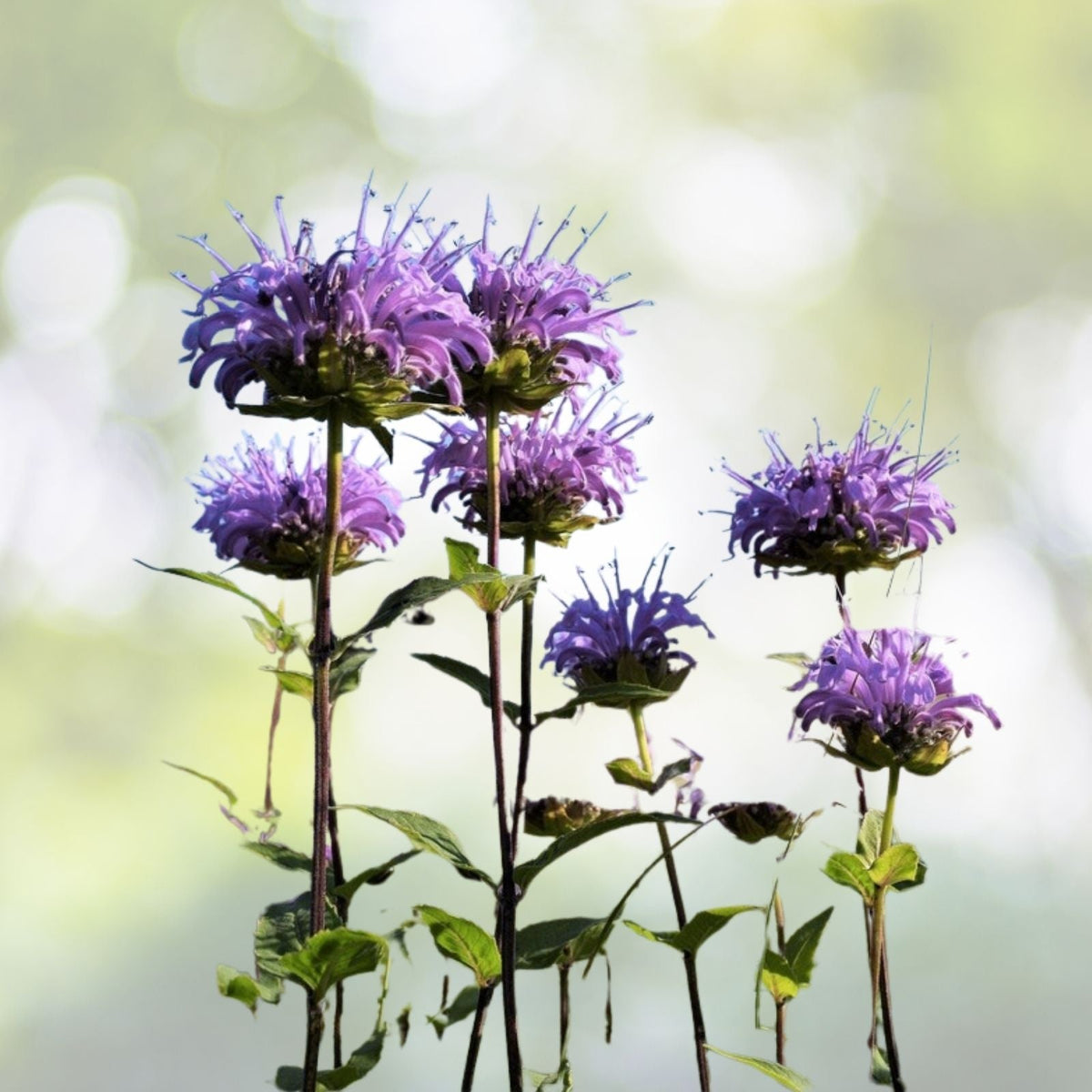 Bergamot Wild Seeds | Bee Balm Perennial Medicinal Herb & Culinary Flower | Monarda fistulosa
