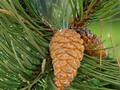5 Seeds Austrian Pine Pinus nigra subsp. caramanica Evergreen Conifer Tree