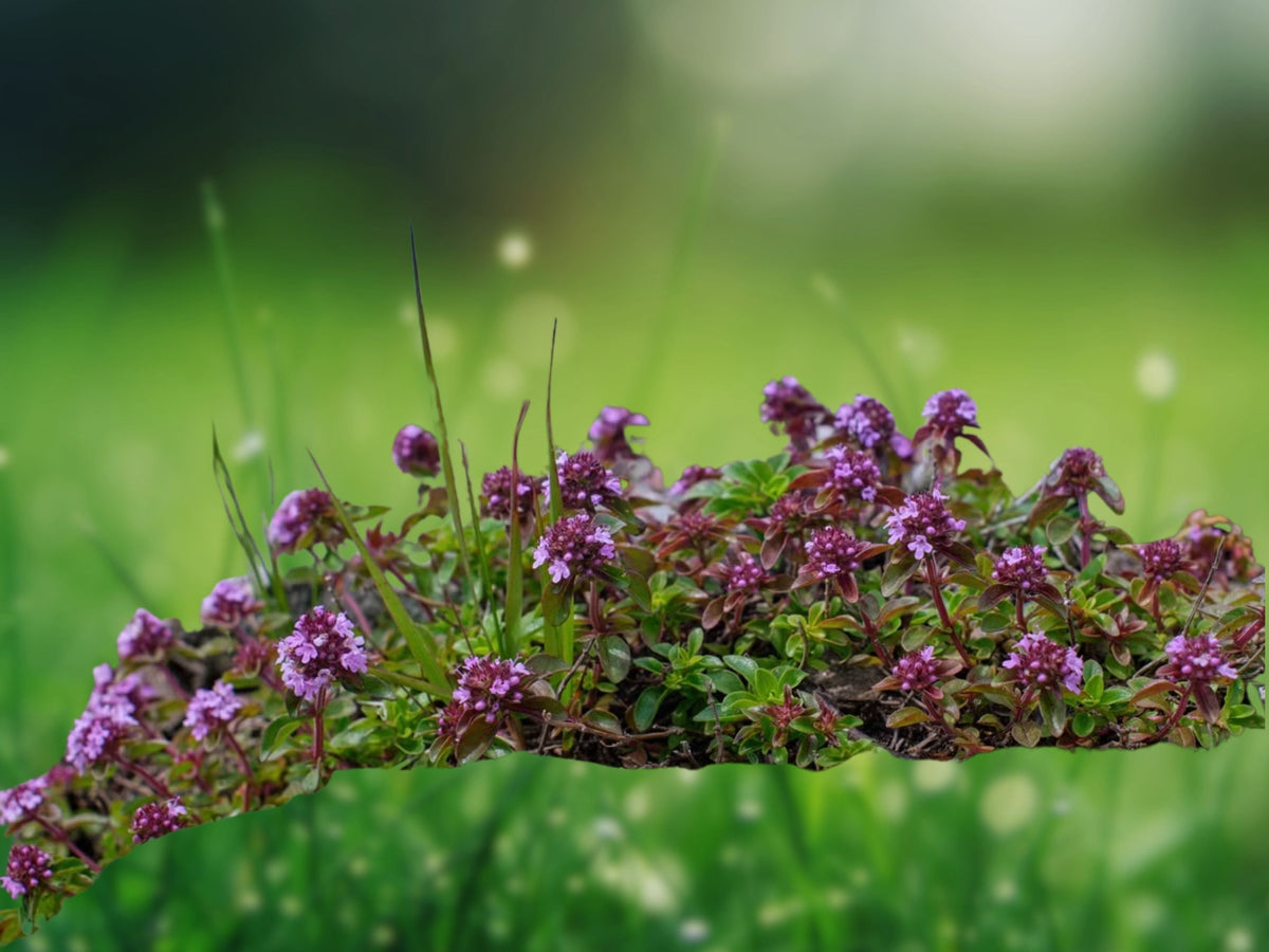 100 Seeds Creeping Thyme Ground Cover Purple Pink Perennial Herb Patio Rock Garden Lawn Alternative
