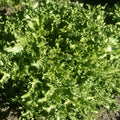 Heirloom Lettuce Seeds - Endive Broadleaf Batavian - Organic Salad Greens for Home Garden - 25+ Seeds