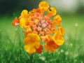 5 Seeds Texas Lantana Shrub Flowering Heat Tolerant