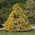 25 Weeping Cypress Pine Seeds - Hesperocyparis funebris - Non-GMO Tree Seeds for Gardening and Landscaping