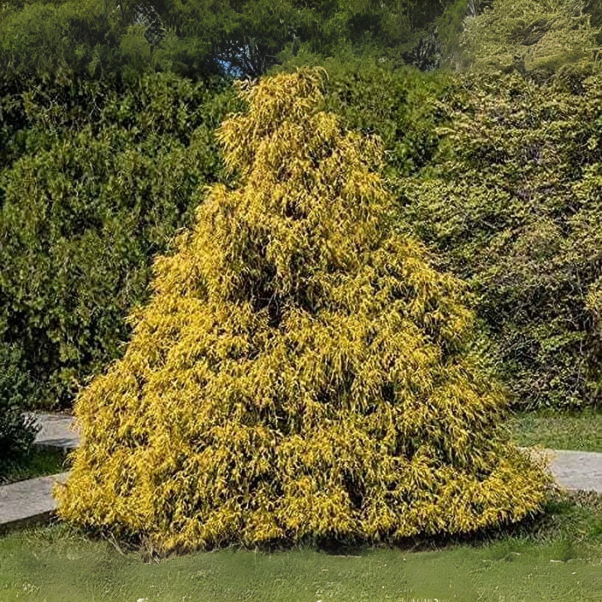 25 Weeping Cypress Pine Seeds - Hesperocyparis funebris - Non-GMO Tree Seeds for Gardening and Landscaping