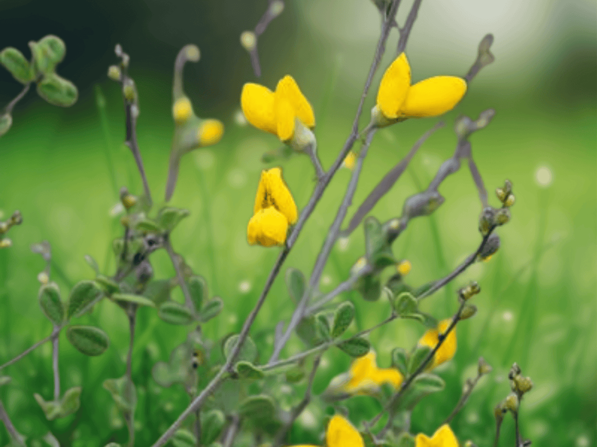 10 Seeds Baptisia tinctoria Yellow Wild Indigo