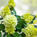 Hydrangea Starter Plant - Mojito Variety - Approx. 7-10 Inch - Hydrangea paniculata 'Mojito'