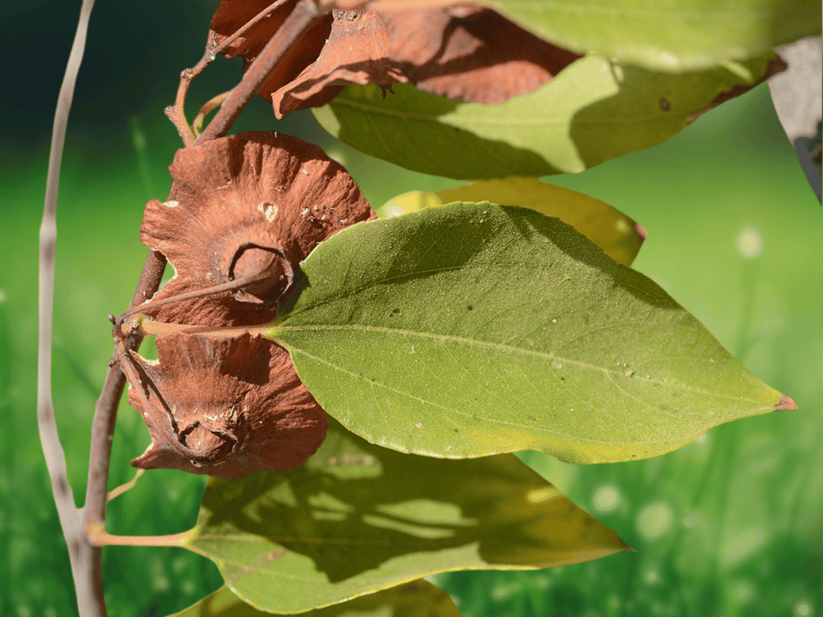 5 Seeds Paliurus spina-christi Christ's Thorn Decorative Shrub