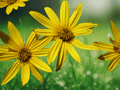 5 Seeds Sunchoke Helianthus tuberosus Jerusalem Artichoke Tubers