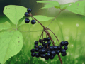 5 Seeds Siberian Ginseng Eleutherococcus senticosus Hardy Shrub