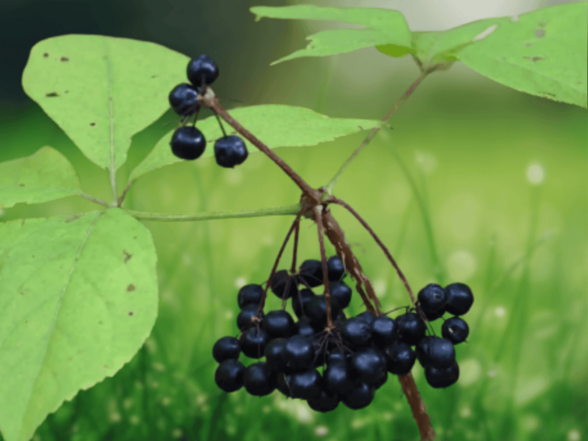5 Seeds Siberian Ginseng Eleutherococcus senticosus Hardy Shrub