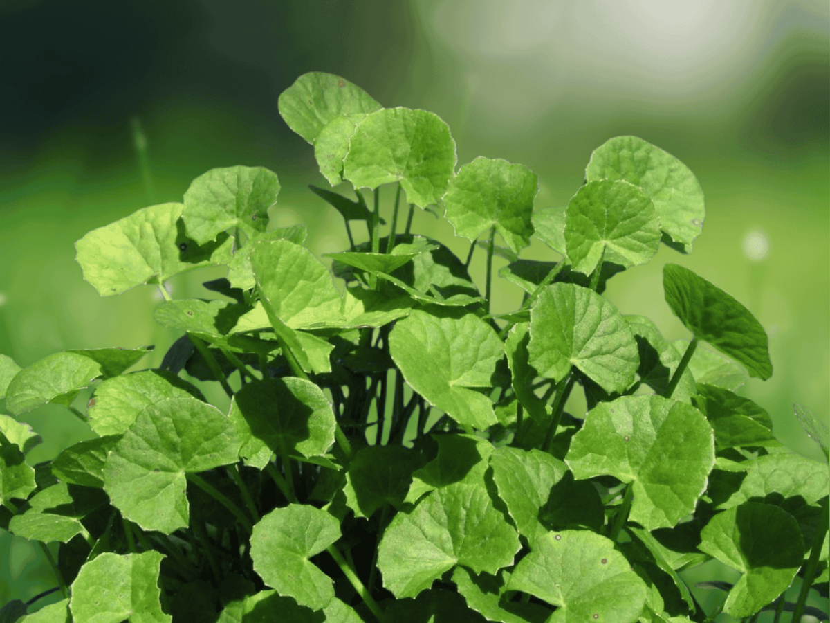 10 Seeds Gotu Kola Centella asiatica Tropical Groundcover Plant