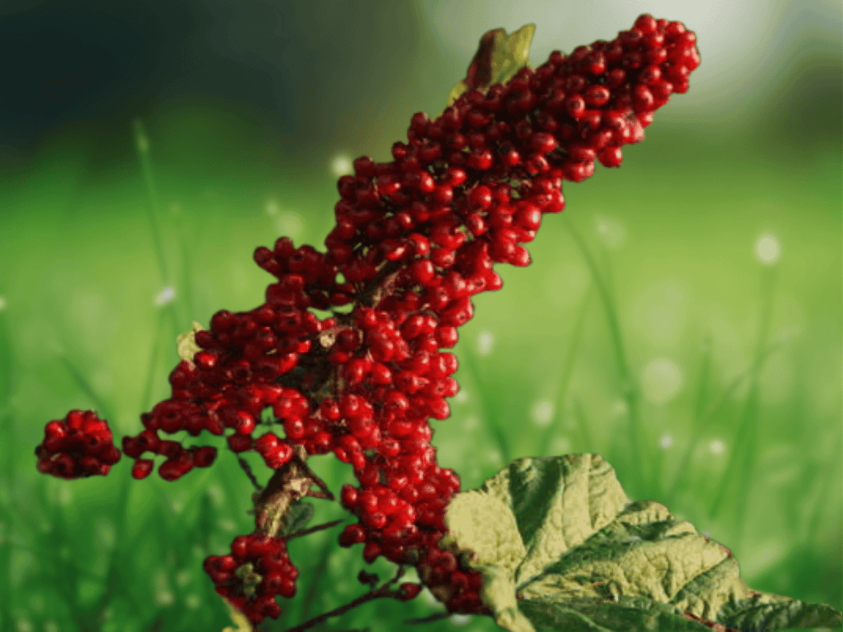 5 Seeds Devils Club Oplopanax horridus Native Woodland Shrub