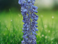 5 Seeds Blue Moon Wisteria macrostachya Fragrant Hardy Climbing Vine Reblooming Blue Blooms Easy Grow Perennial Ornamental