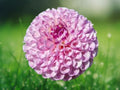 25 Seeds Chimacum Dahlia Pinnata Yellow Red Bicolor Hardy Perennial Easy Grow Ornamental Garden Flower