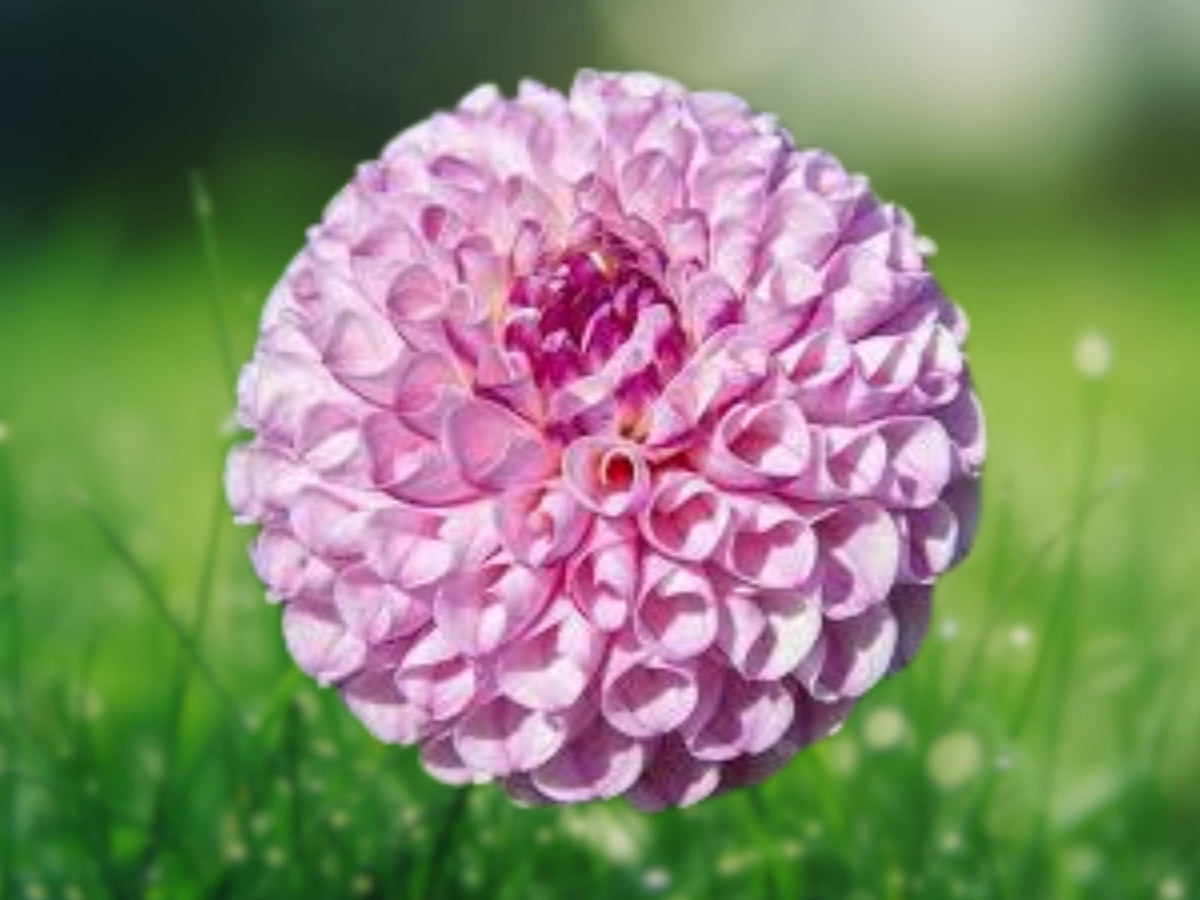 25 Seeds Chimacum Dahlia Pinnata Yellow Red Bicolor Hardy Perennial Easy Grow Ornamental Garden Flower