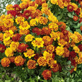 Black-Eyed Susan Seeds - 1000+ Vivid Colorful Flowers - Rudbeckia hirta Wildflower Seeds for Garden, Landscaping & Pollinator Gardens