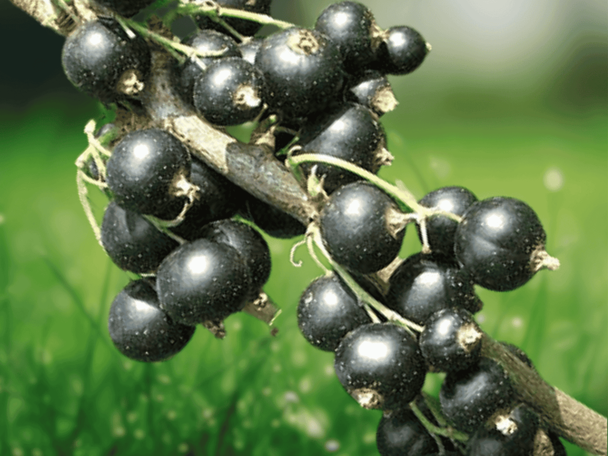 1 Live Plant Consort Black Currant Ribes nigrum Potted Hardy Fruit Shrub