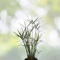 Umbrella Palm Seeds - 100+ Count - Cyperus Alternifolius - Free Shipping - US Seller