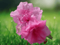 10 Seeds Rhododendron mucronulatum Korean Azalea Shrub