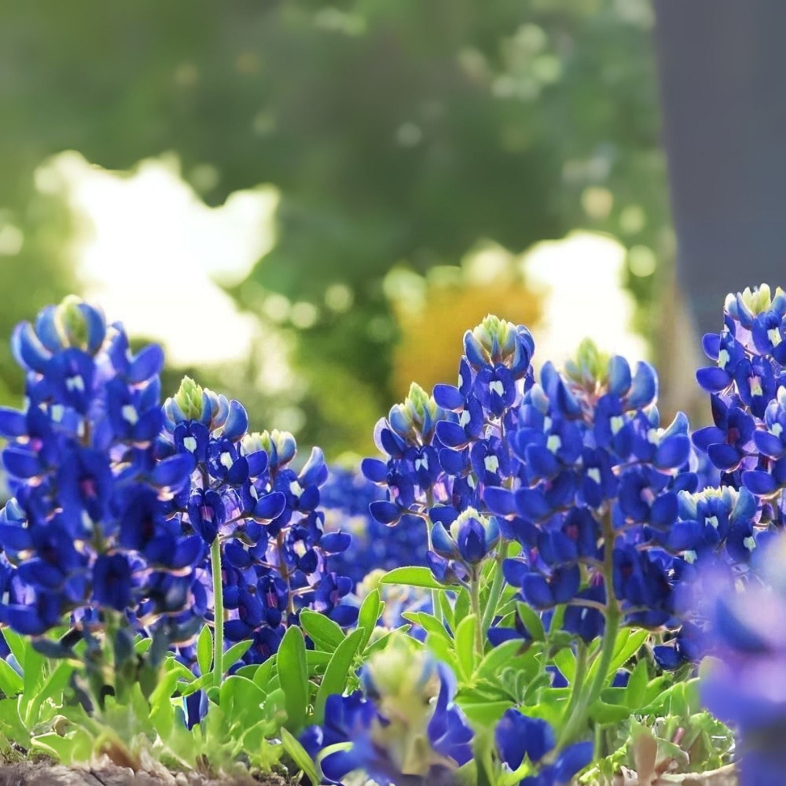 Texas Bluebonnet Wildflower Seeds - 100+ Seeds - Vibrant Blue Flowers - Lupinus texensis
