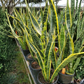 Sansevieria Futura Superba 6" Pot - Compact Dwarf Snake Plant, Hardy Indoor Air Purifier - Sansevieria trifasciata