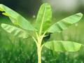 1 Live Plant FHIA-02 Mona Lisa Banana Dwarf Dessert Banana for Containers Patios Tropical Gardens
