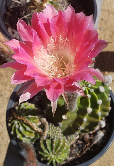 Echinobivia Rainbow Bursts