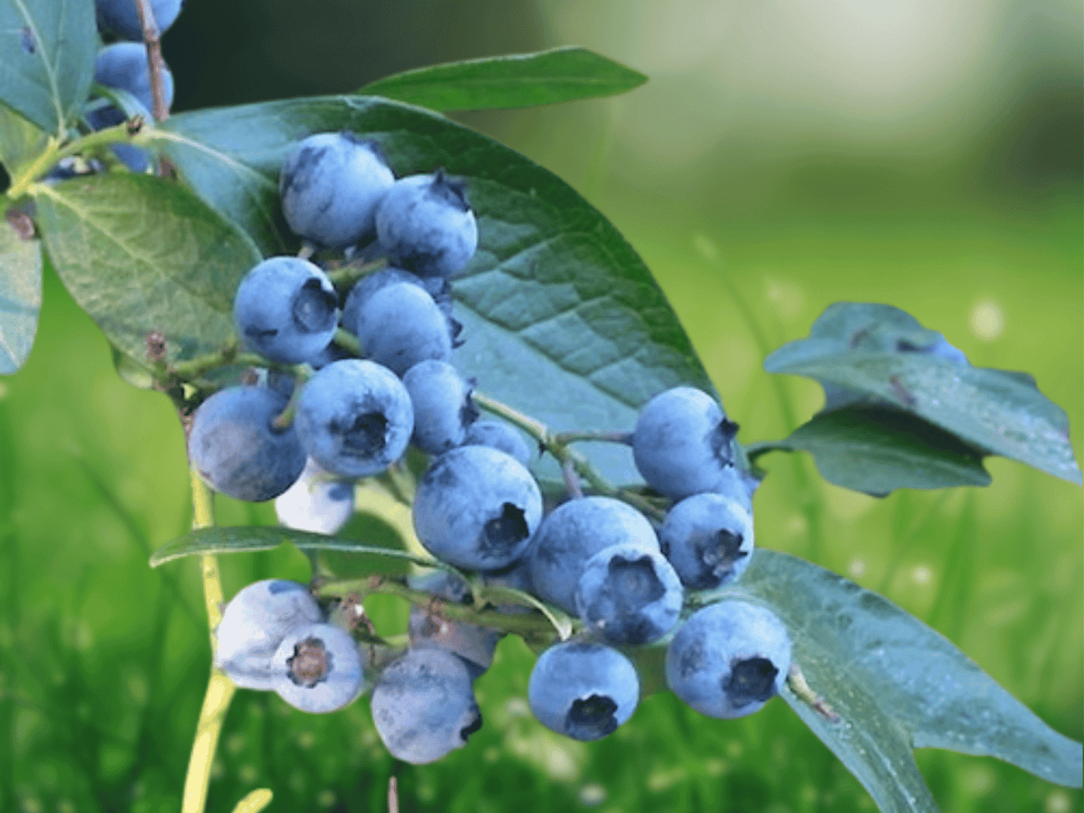 10 Live Plant Sharpblue Blueberry Vaccinium corymbosum Starter Plug